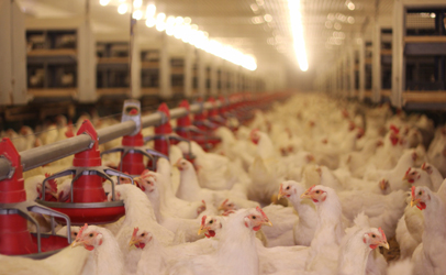 Chicken-feed_406x250.jpg
