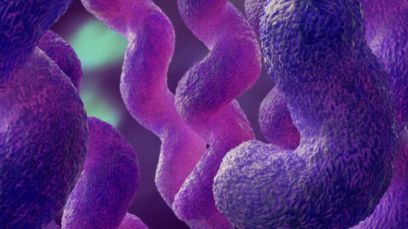 campylobacter