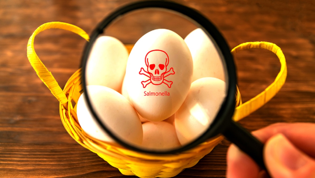 dreamstime_egg salmonella