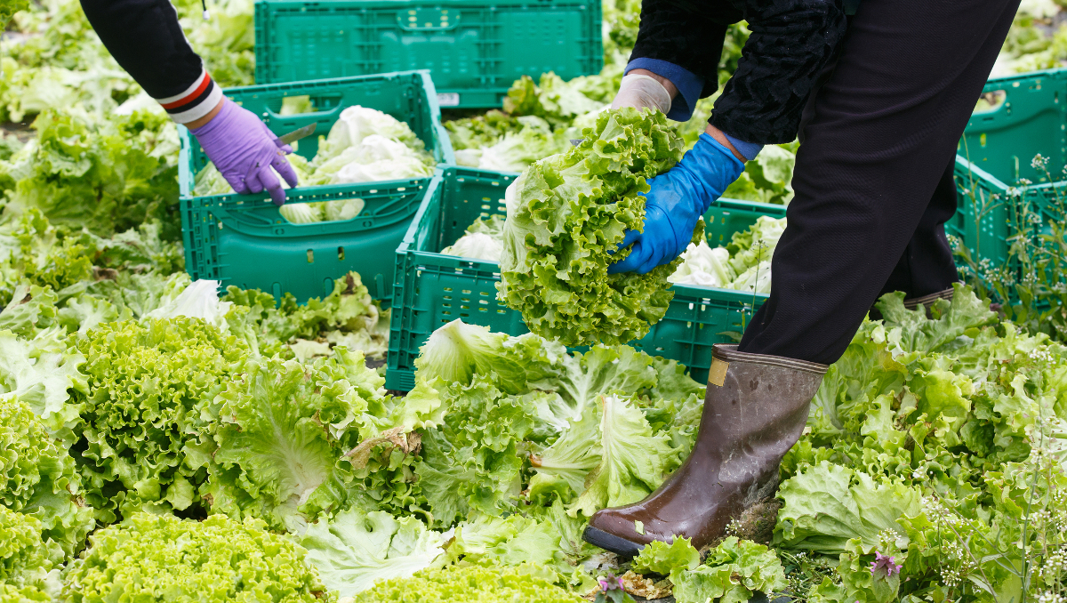 lettuce harvest illustration