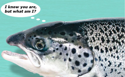 Salmon-I-knoy-you-are