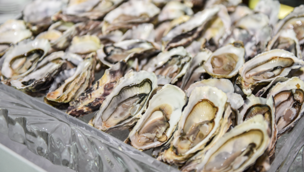 oysters