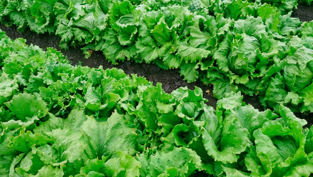 Romaine lettuce field